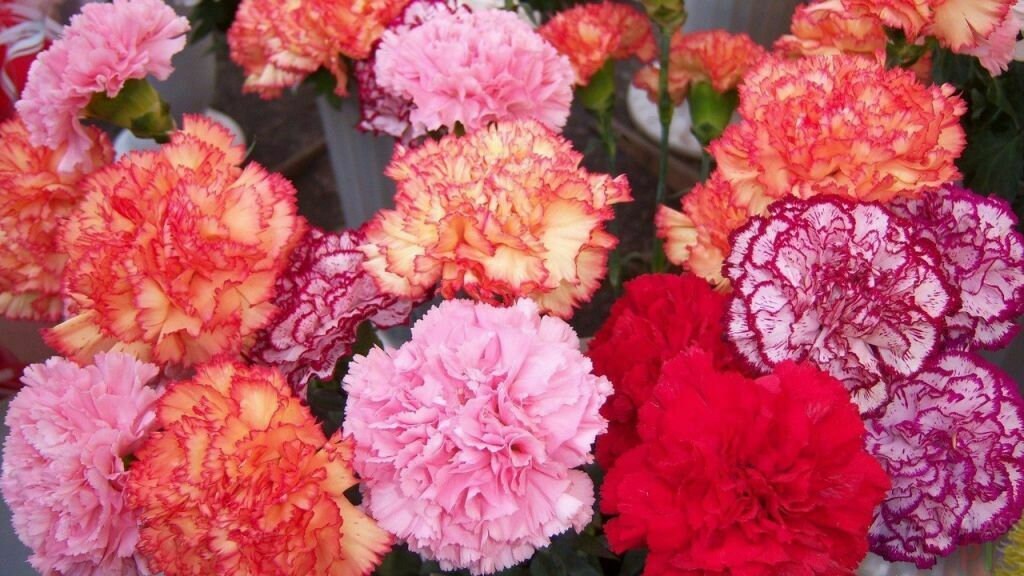 Seeds Rare Carnation Shabo Flower Plant Annual Garden Cut Etsy