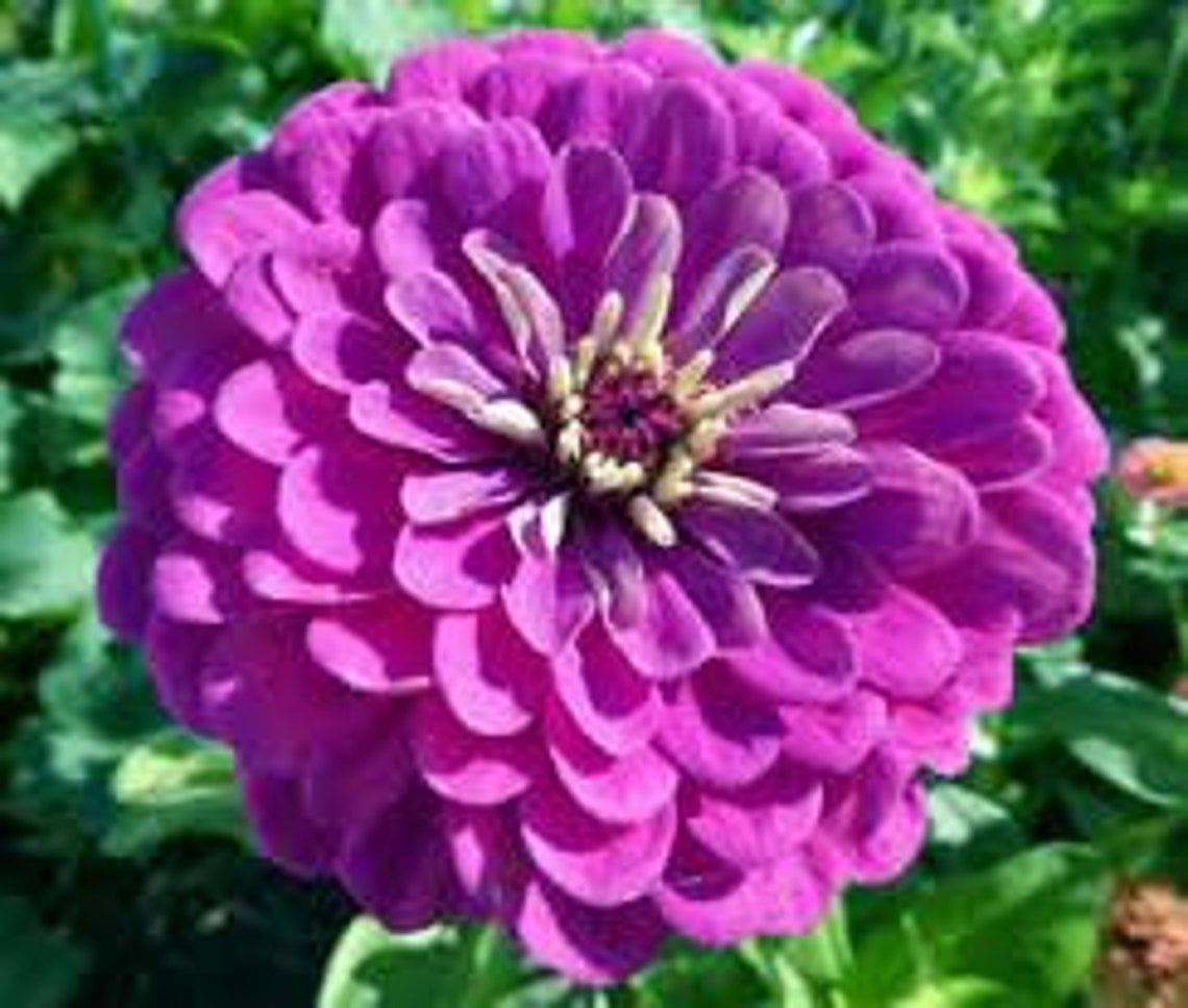 Natural Dwarf Zinnia Purpurnaya Heirloom / Open Pollinated Etsy