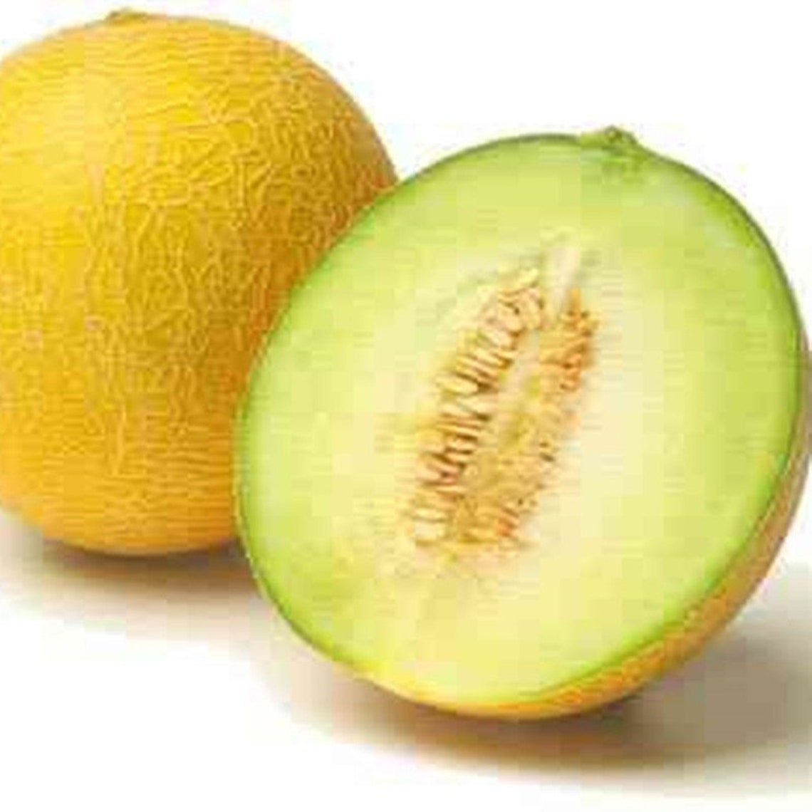 Natural Fruit Melon Early Galia Seeds Organic Ukraine Etsy