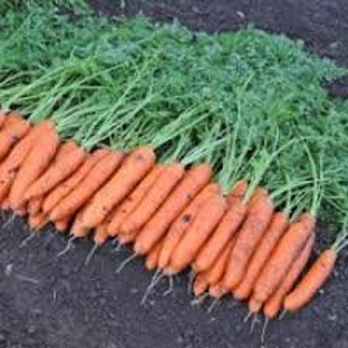 Natural Vegetable Giant Carrot Carotel Seeds Organic Ukraine Etsy