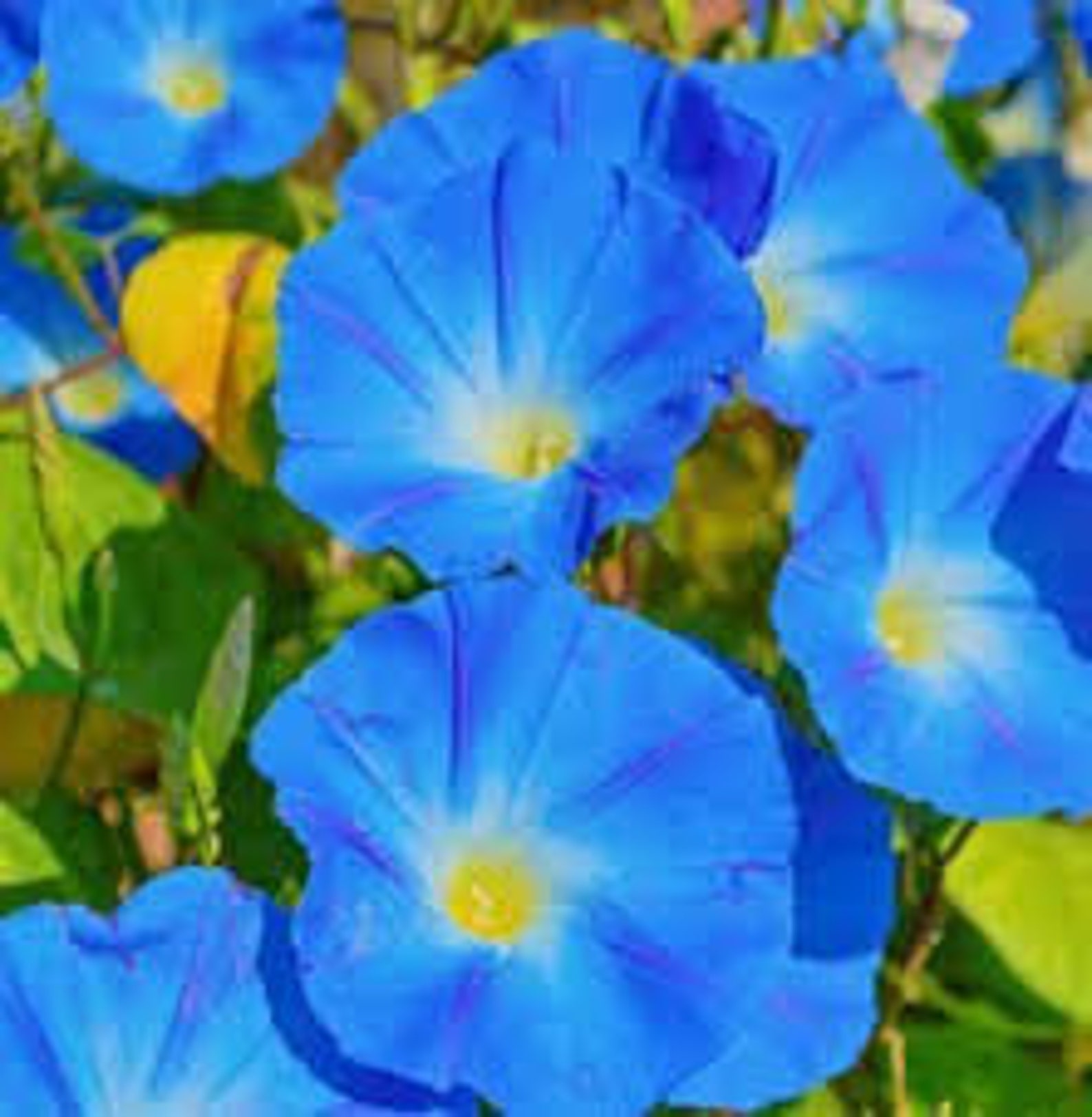 Natural Flower Morning Glory Light Blue Seeds Organic Ukraine Etsy