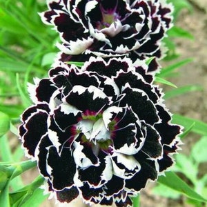 Seeds Rare Carnation Black and White Flower Plant Annual Garden Cut Organic