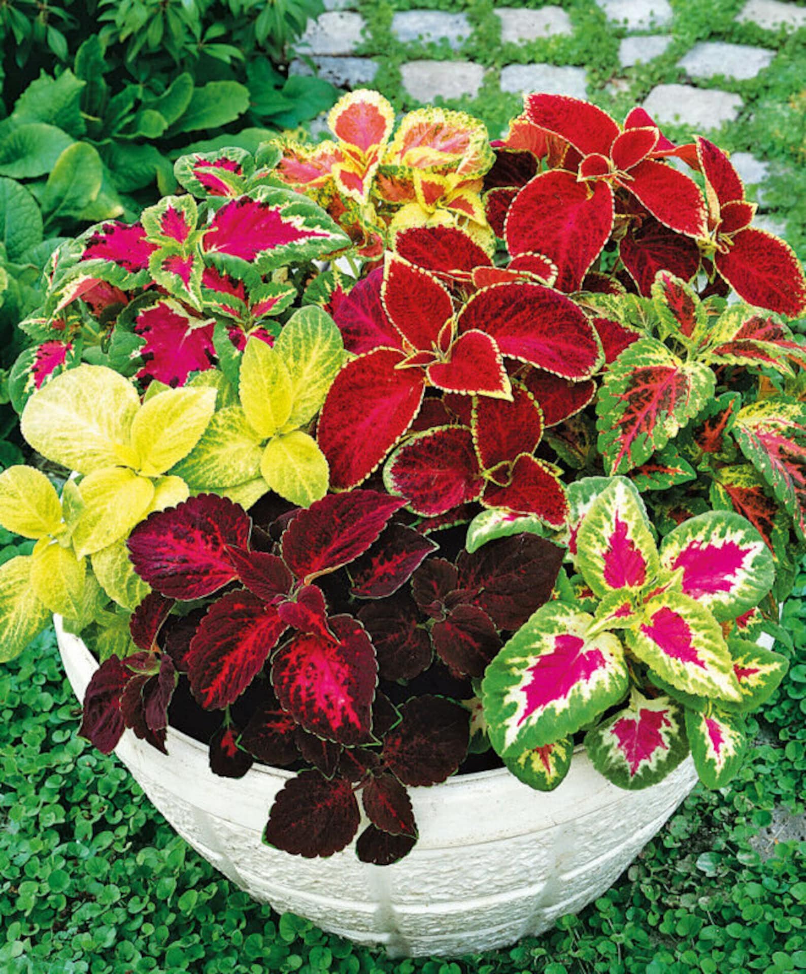 Seeds Rare Coleus Flowers Perennial Handing Garden Organic Etsy