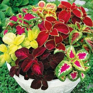 Könnte beinhalten: Ein weißer Topf gefüllt mit verschiedenen Coleus-Pflanzen. Die Pflanzen haben Blätter in den Farben Grün, Rot, Gelb und Pink.