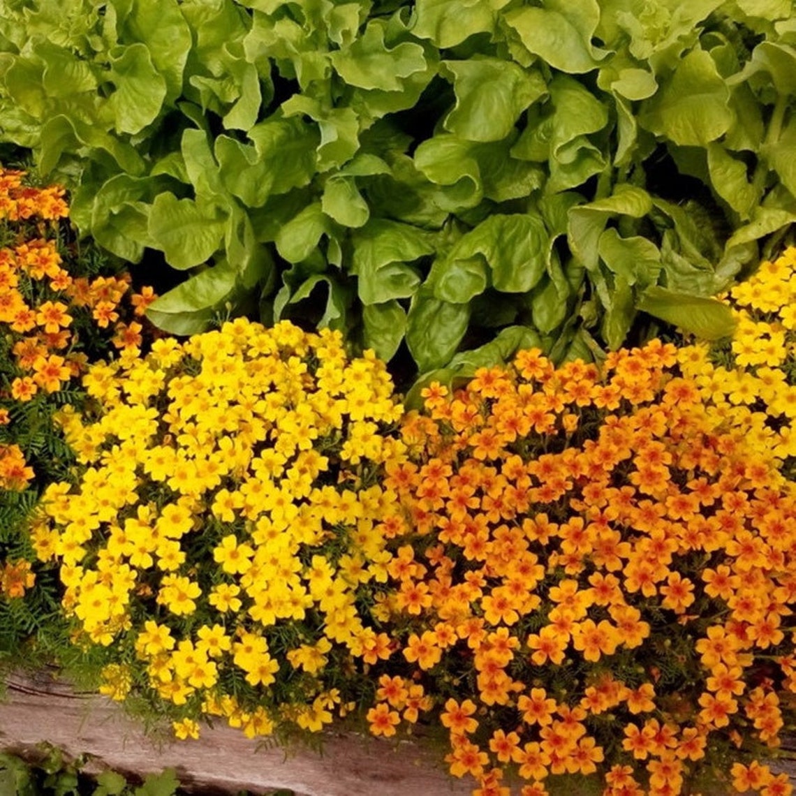 Natural Marigold Mix Heirloom / Open Pollinated Seeds Etsy