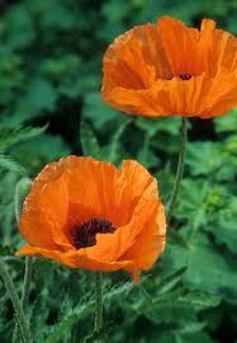 Natural Poppy Flower Seeds Papaver Orientale Orange Heirloom Etsy