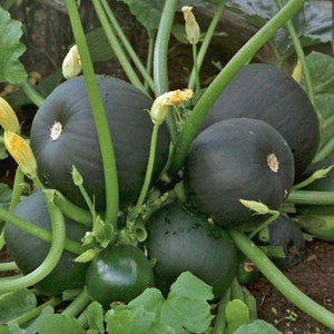 Puede incluir: Primer plano de un grupo de calabazas de color verde oscuro que crecen en una vid. Las calabazas son redondas y tienen una superficie lisa. La vid es verde y tiene muchas hojas.
