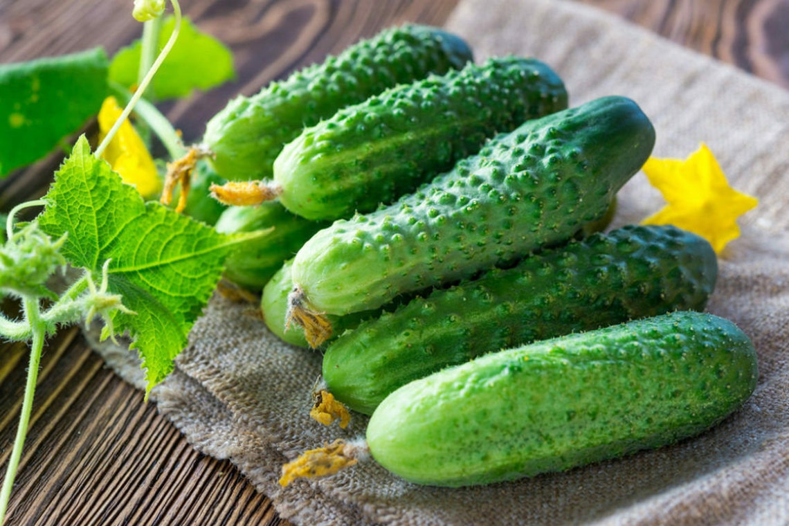 Seeds Cucumber Bush Gherkin Pickling Vegetable Organic Etsy