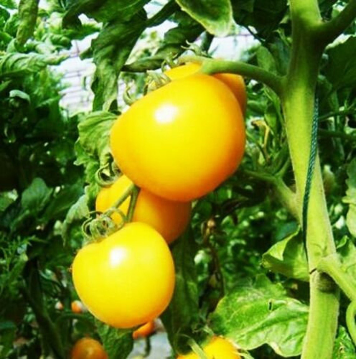 Seeds Tomato Mikado Yellow Large Vegetable Organic Heirloom | Etsy