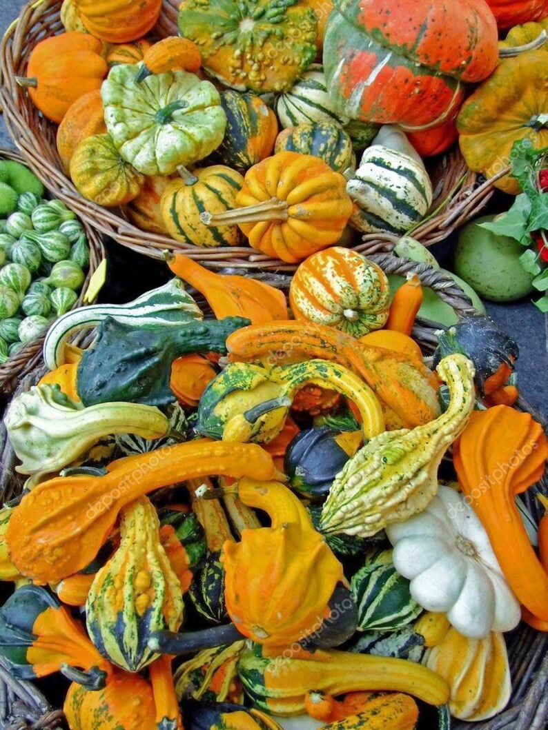 Seeds Pumpkin Decorative Unique Giant Not Vegetable Plant Garden Organic Ukraine