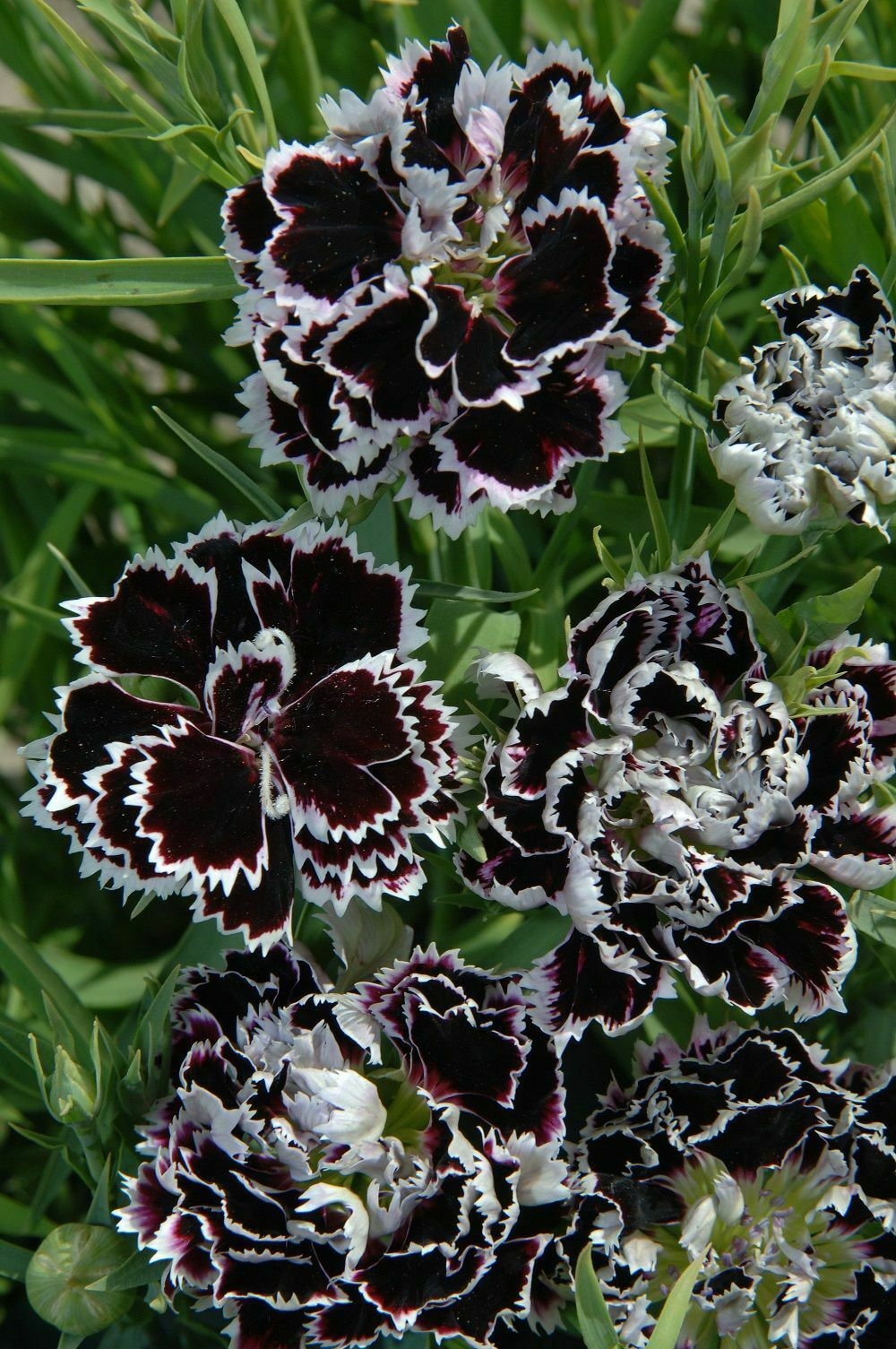 Seeds Rare Carnation Chianti Black Glori Flower Plant Annual Garden Cut Organic Seeds Rare Carnation Chianti Black Glori Flower Plant Annual Garden Cut Organic