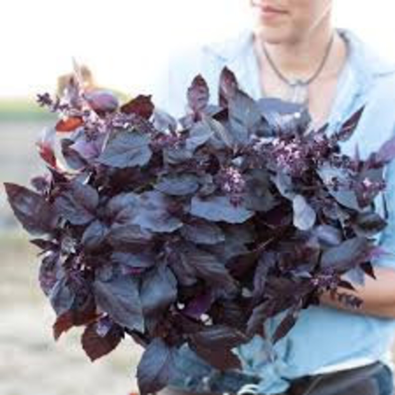 Seeds Basil Purple Opal Vegetable Organic Heirloom Ukraine Etsy