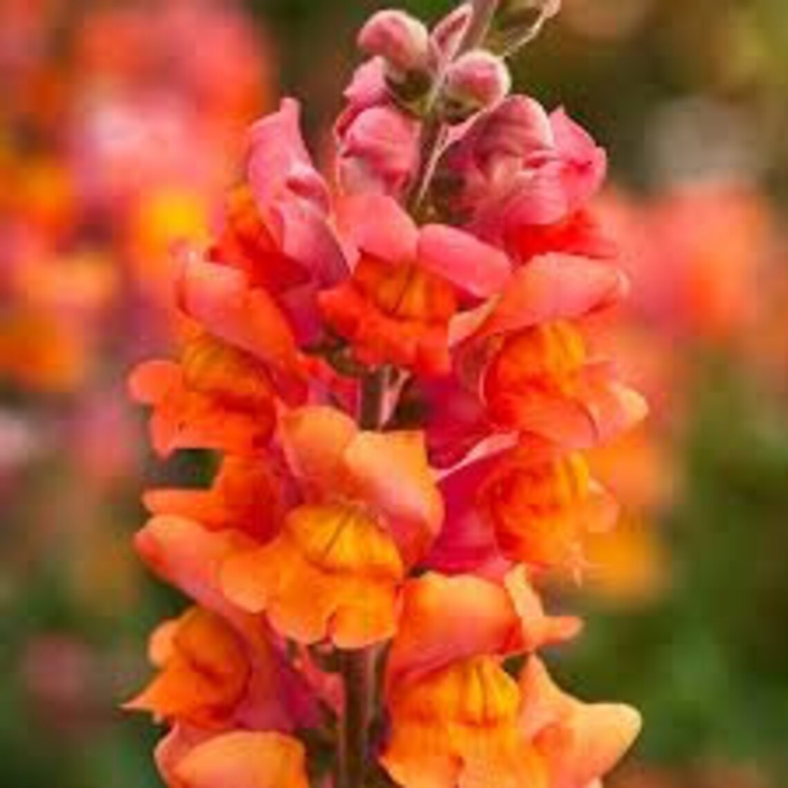 Natural Snapdragon Orange Antirrhinum Majus Annuals Flower Etsy
