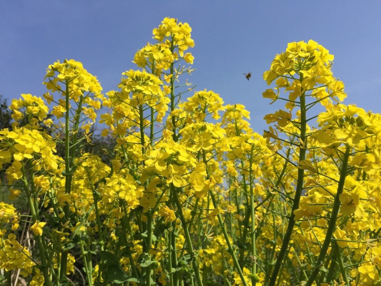 Seeds Mustard Yellow Flower Herb Wild Annual Garden Organic Etsy