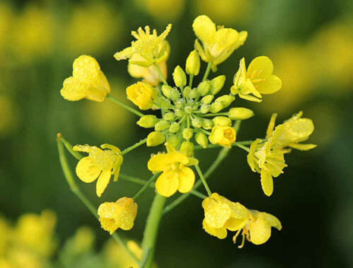 Seeds Mustard Yellow Flower Herb Wild Annual Garden Organic Etsy