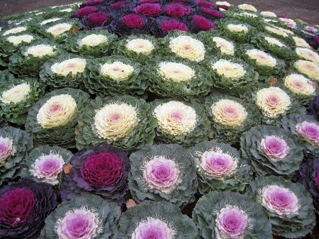 Seeds Edible Cabbage Ornamental Fringed Mix Beatiful Annual Etsy Canada