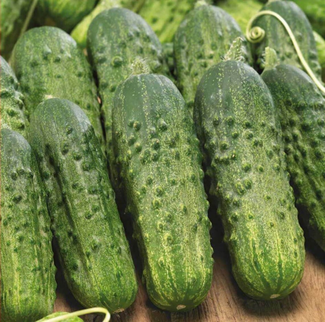 Seeds Cucumber Bush Gherkin Pickling Vegetable Organic Etsy