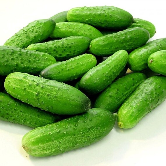 NON GMO Vegetable Seeds Cucumber Spassky Bush F1 Hybrid