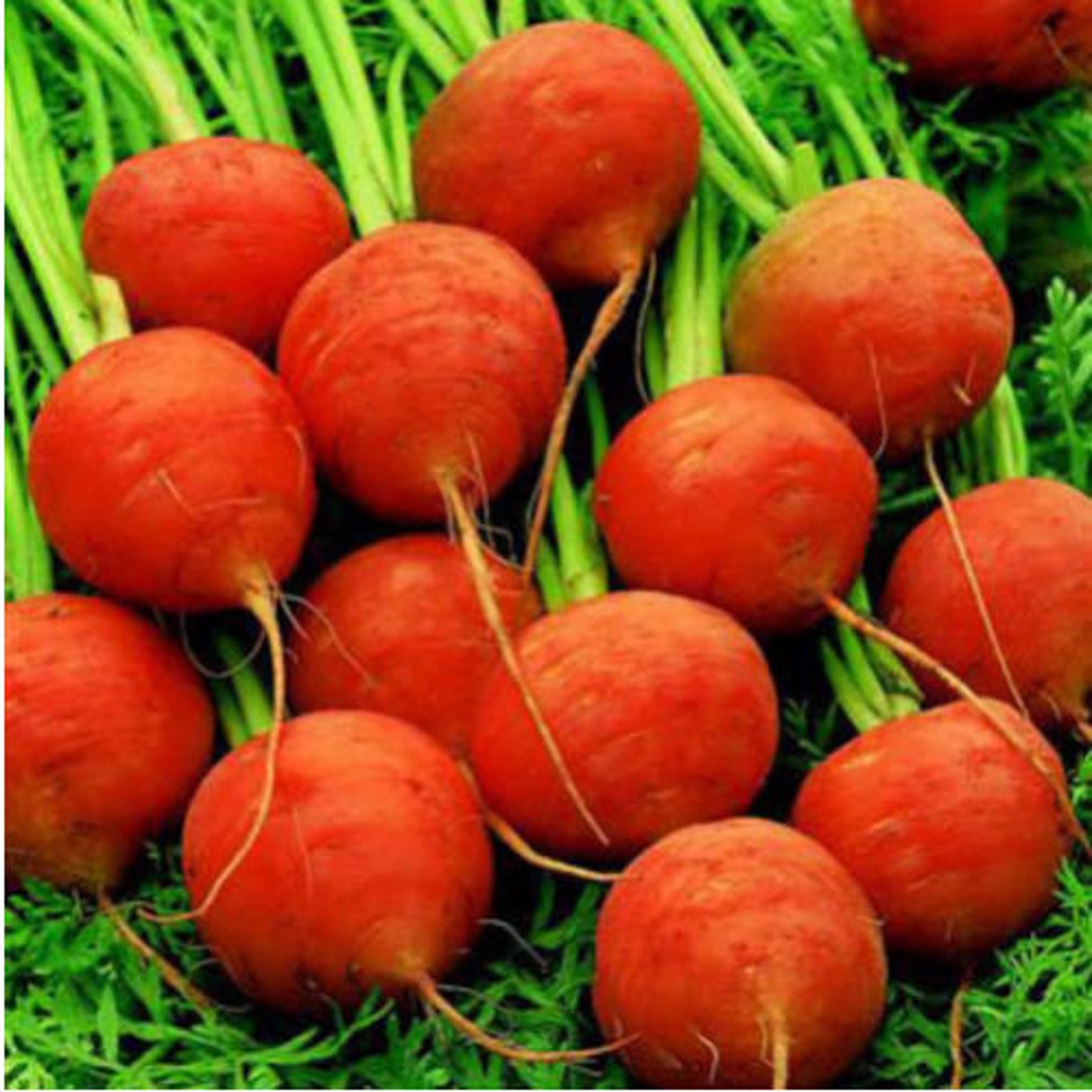 Морковь Каротель Семена Купить