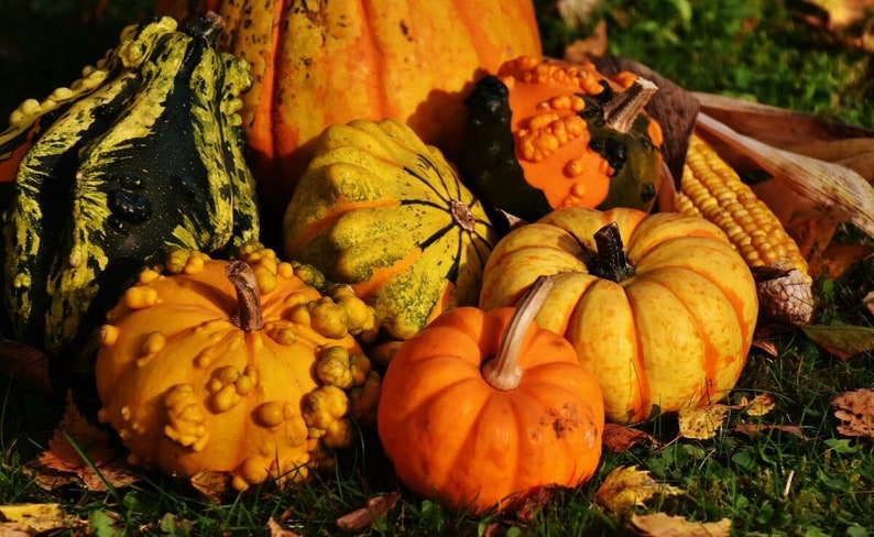 Seeds Pumpkin Decorative Unique Giant Not Vegetable Plant Garden Organic Ukraine