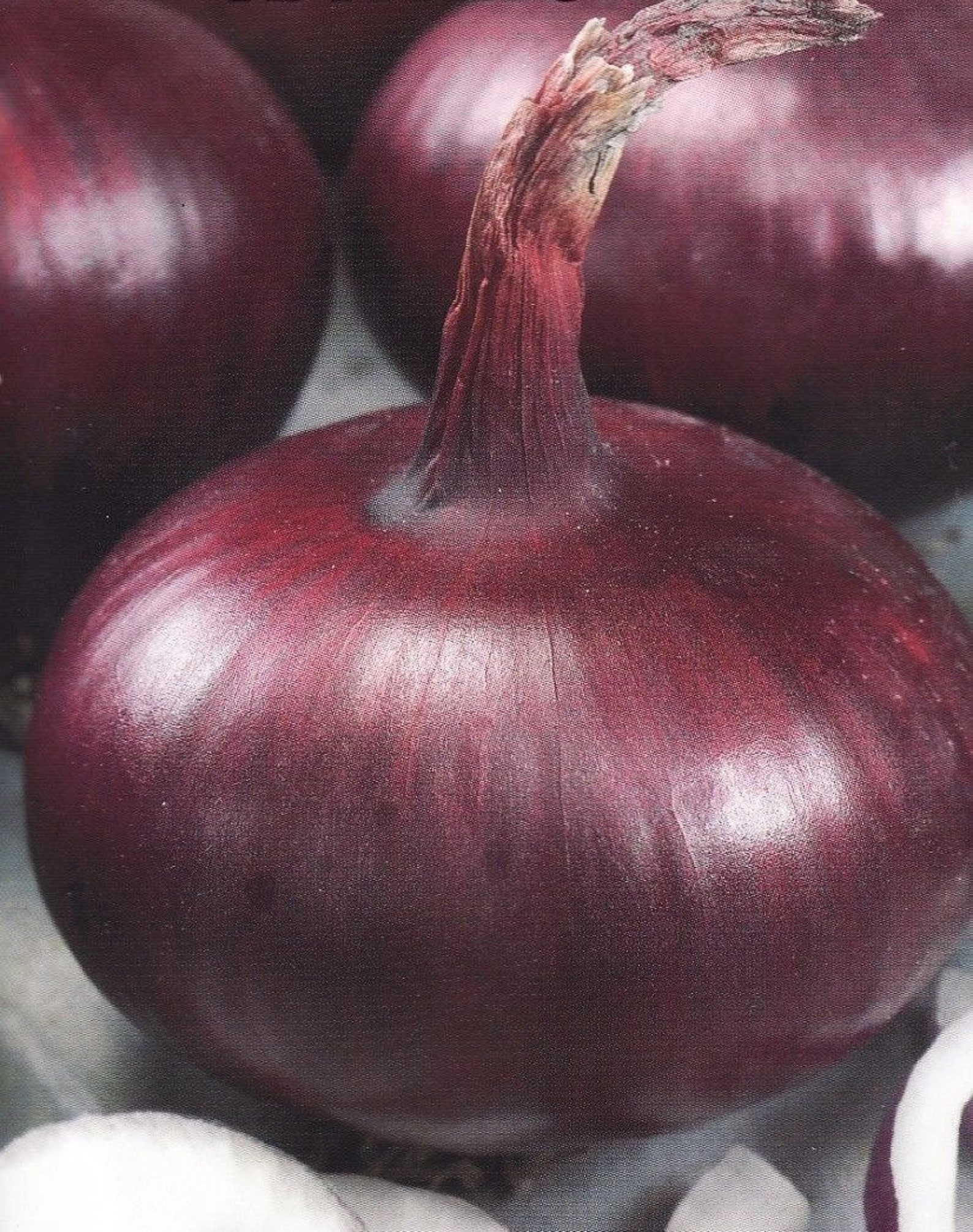 Natural Onion Seeds Yalta Vegetable Ukraine Etsy