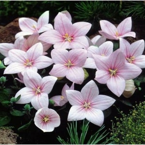 Pink perennial flower -  Polska