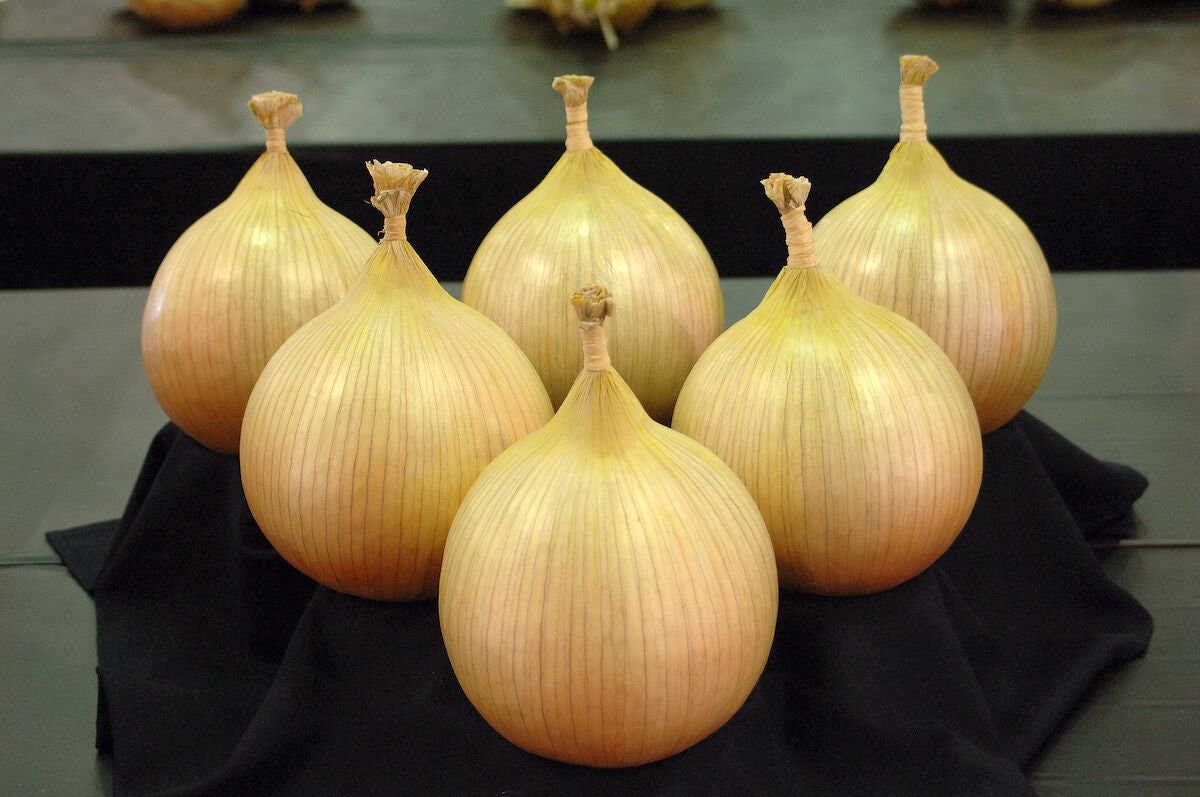 Seeds Onion Exhibition Yellow Giant Vegetable Organic Heirloom Etsy