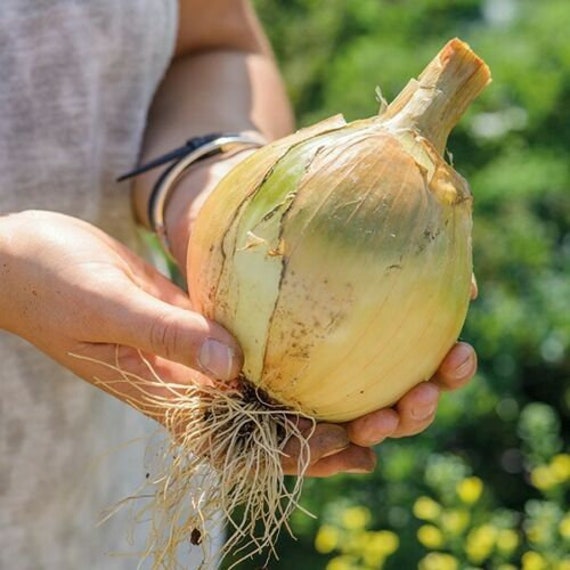 Seeds Onion Exhibition Giant Yellow Vegetable Planting Organic Heirloom Ukraine