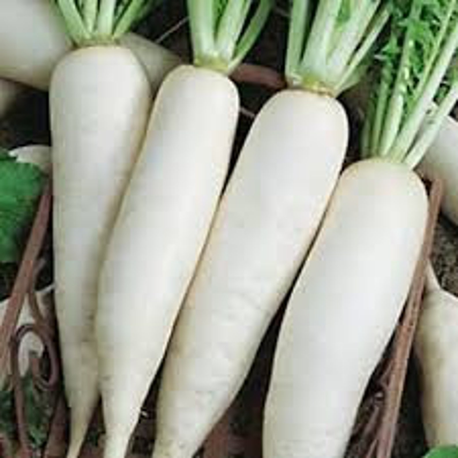 Natural Vegeteble Radish Daikon Fang Elephant Heirloom Seeds Etsy Ireland