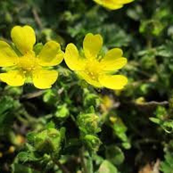 Natural Potentilla Spring Lapchatka Flower Seeds Organic Ukraine