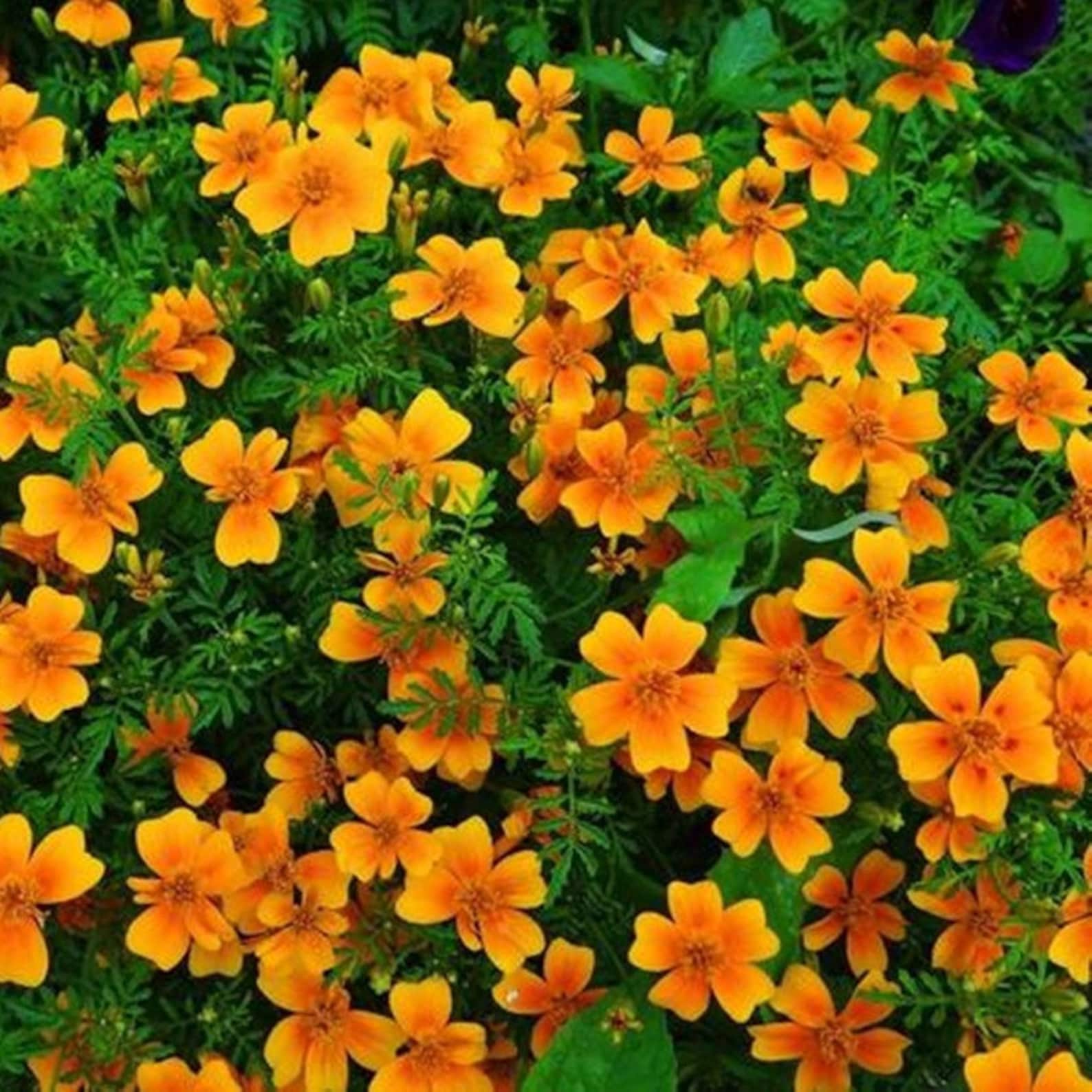 Natural Flower Marigold Karina Seeds Organic Ukraine Etsy Canada