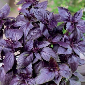 Basil Seeds Purple Opal Ukraine Vegetable 0,3 g