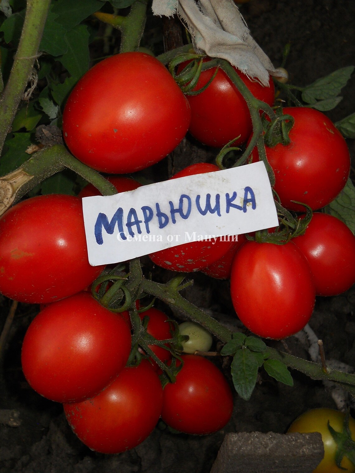 Tomato Seeds Marjushka Red Tomatoes Organic Non Gmo Ukraine 20 Etsy UK