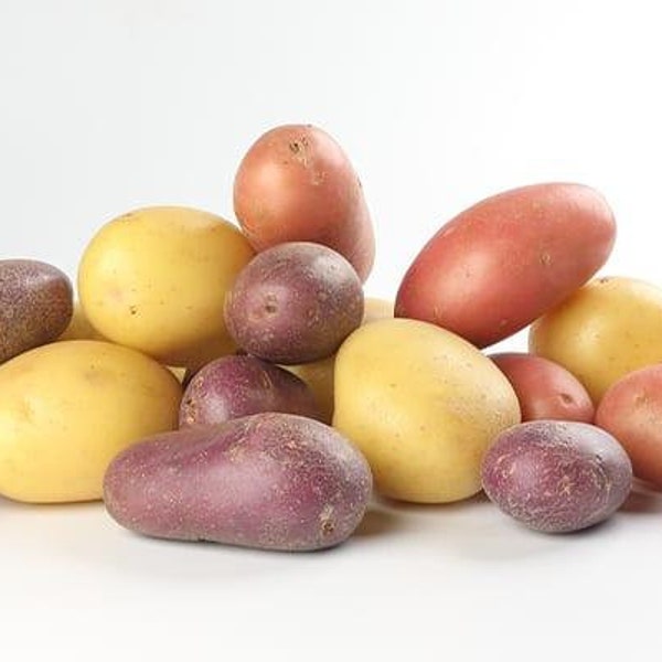 Natural Potatoes Seeds SET 8 Packs Solanum Tuberosum Vegetables Seeds from Ukraine