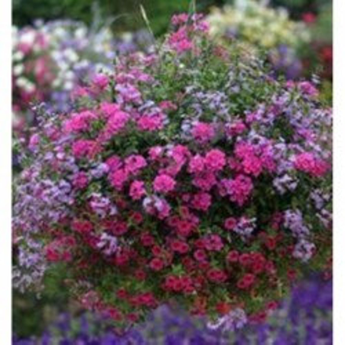 Natural Flower Verbena Hanging Basket Mix Seeds Organic Etsy
