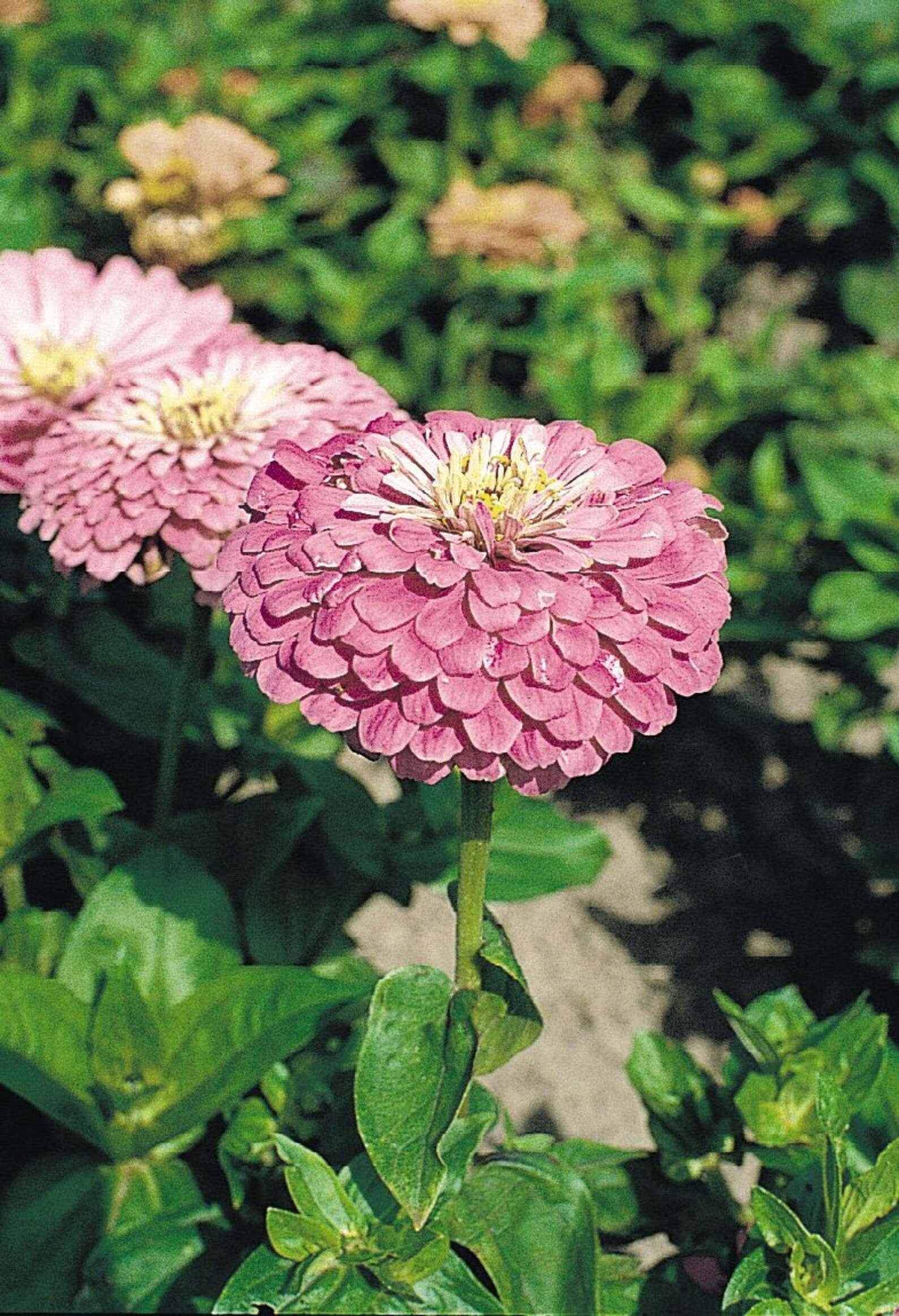 Natural Zinnia Dream Flower Seeds Organic Ukraine Etsy