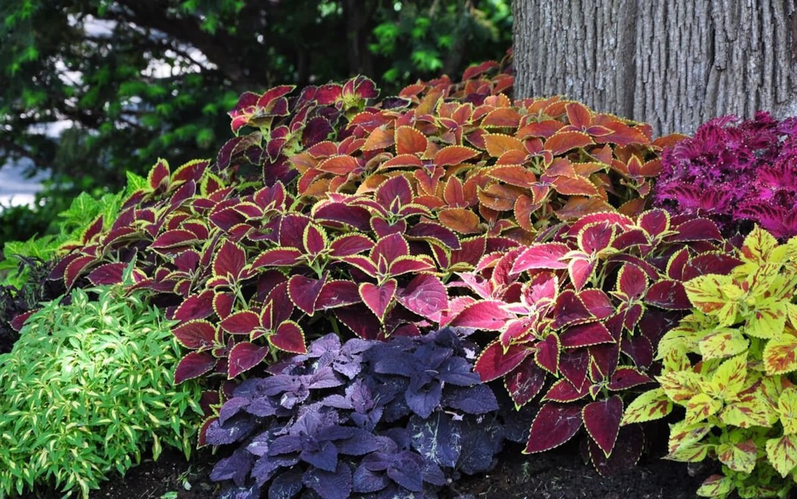 Seeds Rare Coleus Flowers Perennial Handing Garden Organic Etsy UK