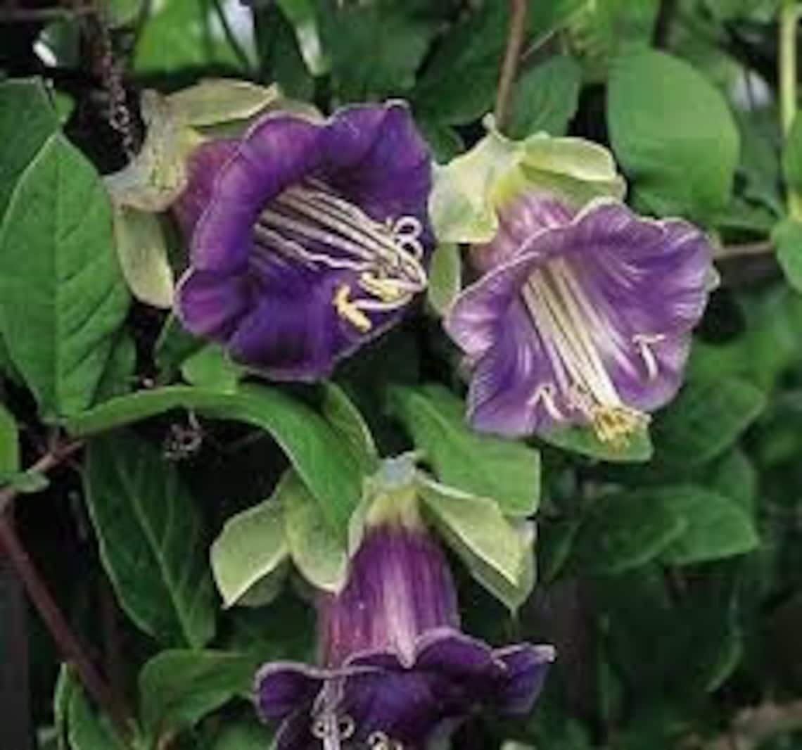 Natural Cobaea Crawling Purple Flower Seeds Organic Ukraine | Etsy