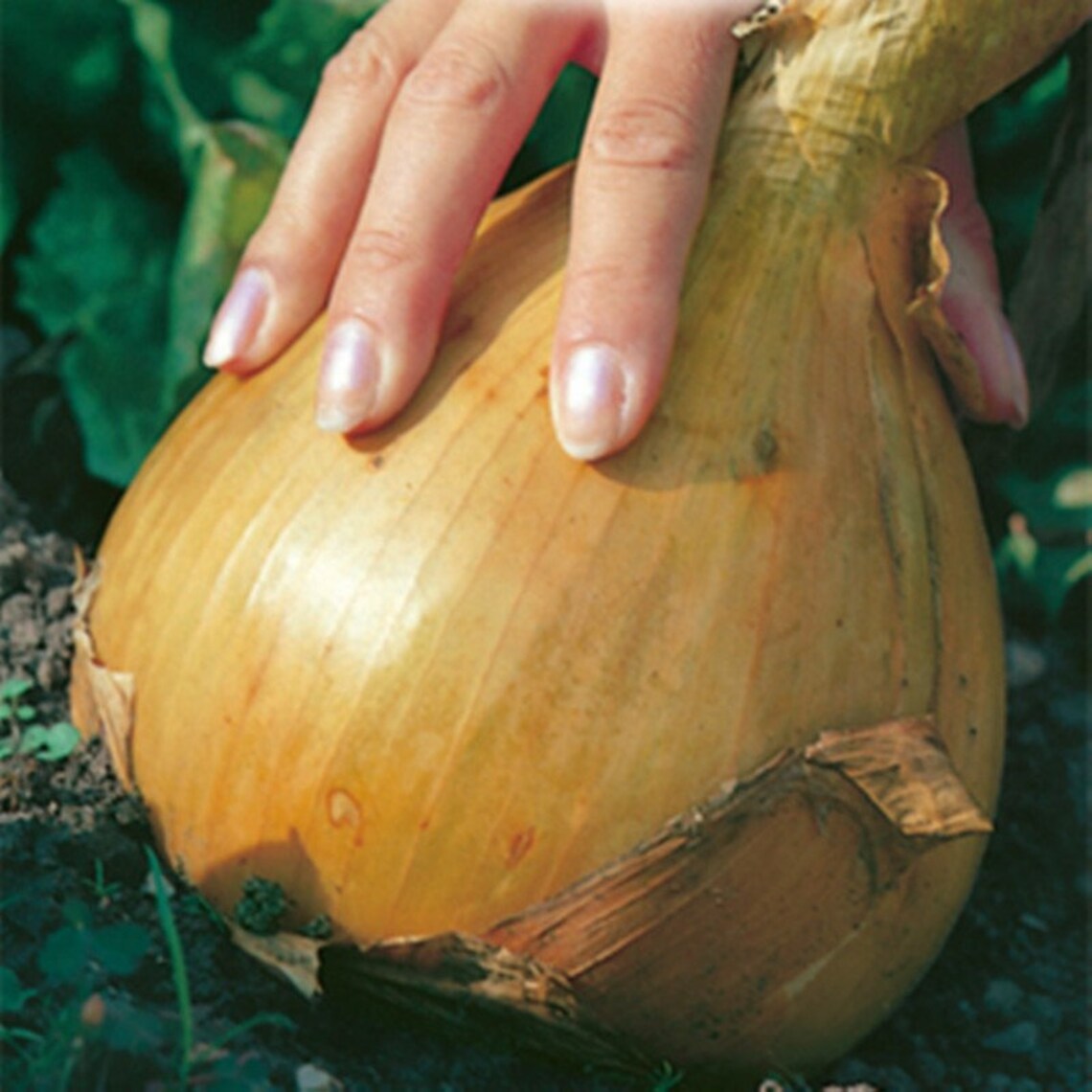 Natural Vegetable Onions Exhibition Globo Seeds Organic Etsy