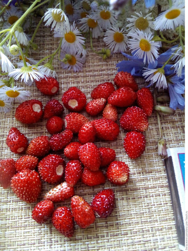 Seeds Rare Fruit Strawberry Regina Red Everbearing Climbing Etsy UK