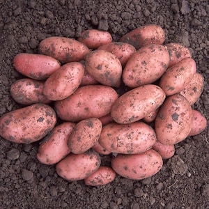 Może przedstawiać: Stosik czerwonych ziemniaków z brązową ziemią. Ziemniaki są różnych rozmiarów i kształtów.