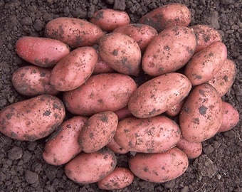 Sementes de batata True Beauty Natural Solanum Tuberosum, sementes raras de vegetais Krasa da Ucrânia