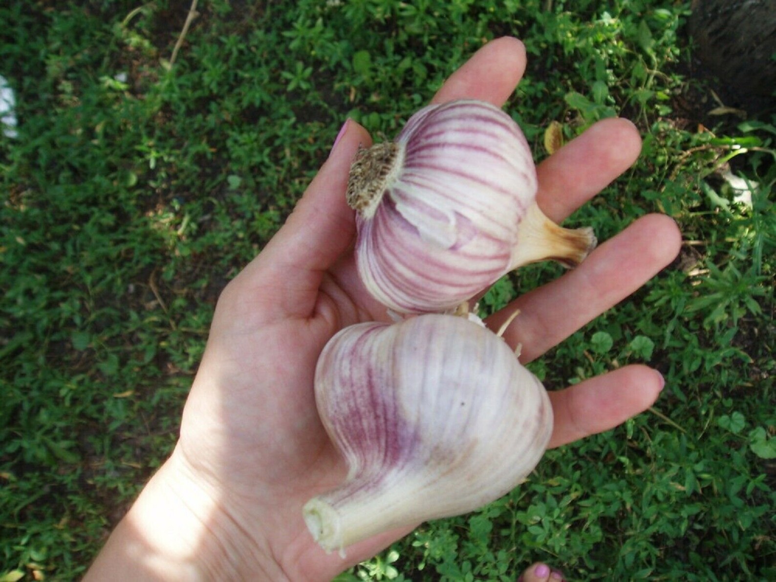 Чеснок из Челябинска