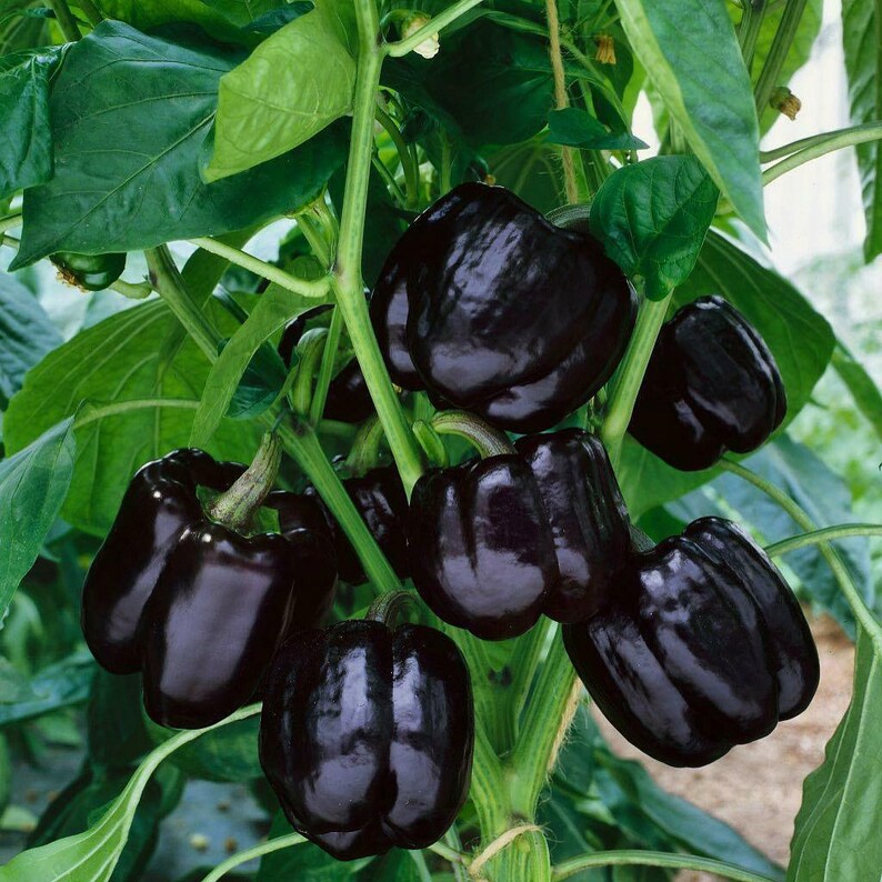 Seeds Sweet Pepper Black Horse Bell Organic Nongmo Vegetable Etsy UK