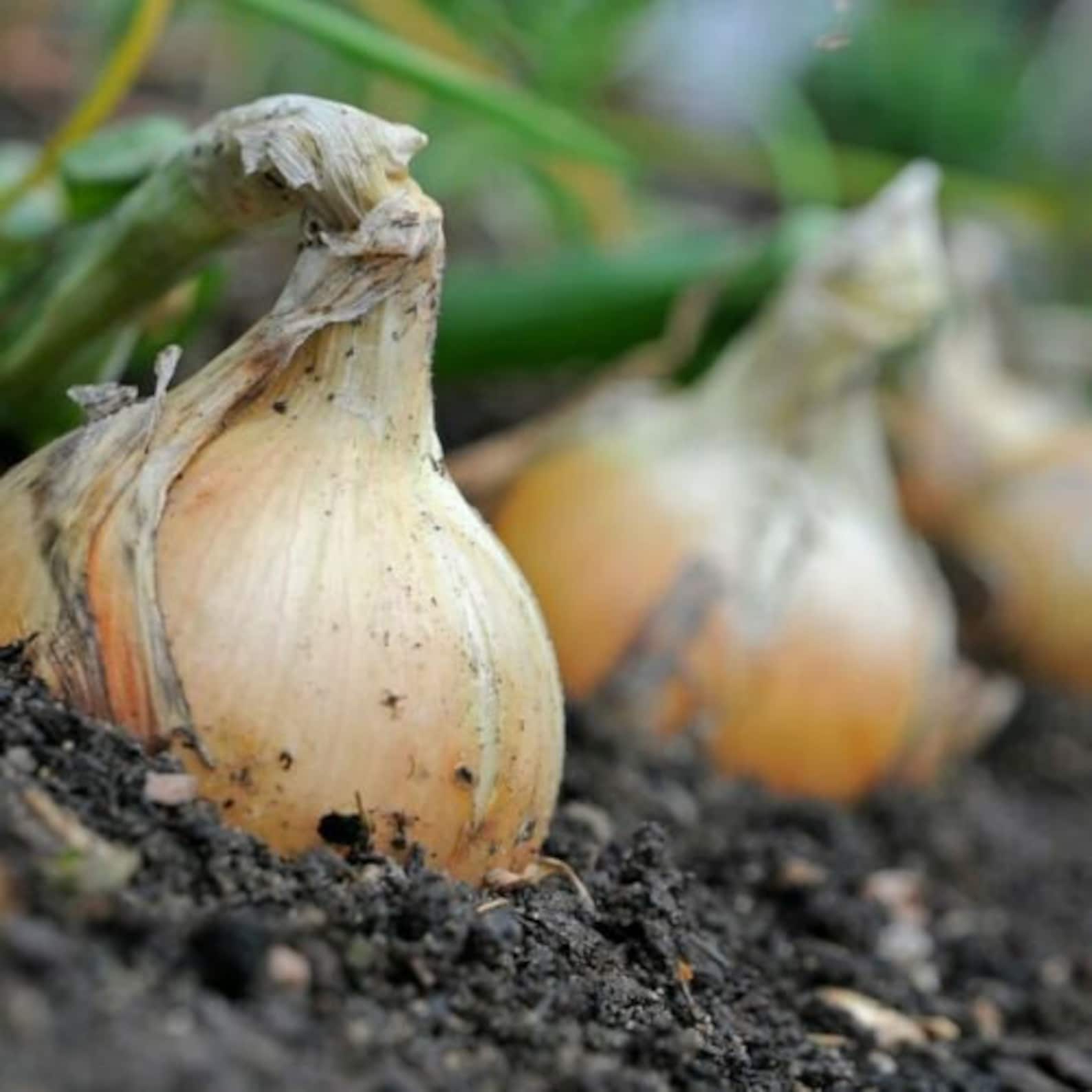 Seeds Onion Exhibition Yellow Giant Vegetable Organic Heirloom Etsy