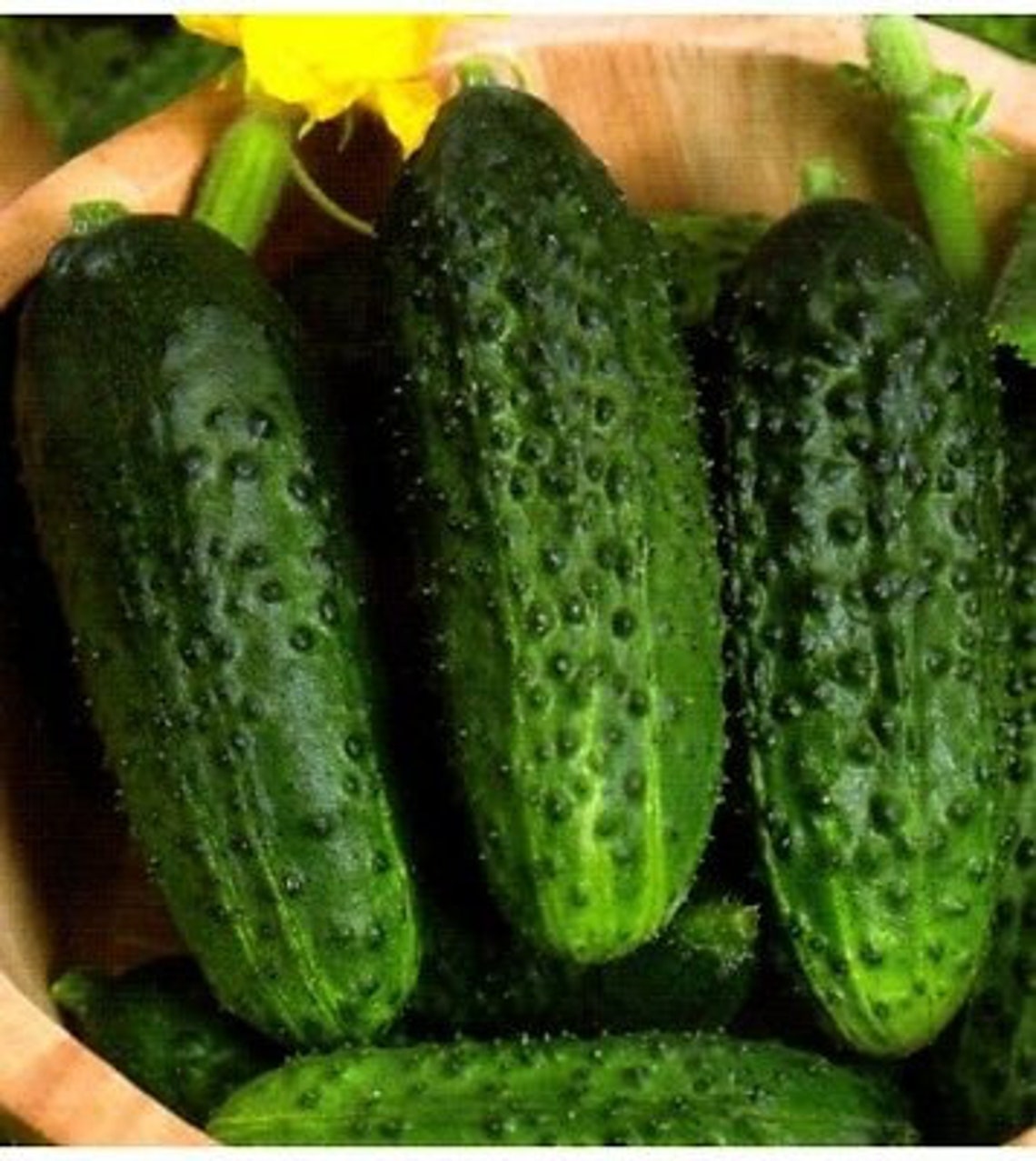 Cucumber Bushy Cornichon Seeds Cucumbers Organic Non Gmo Etsy