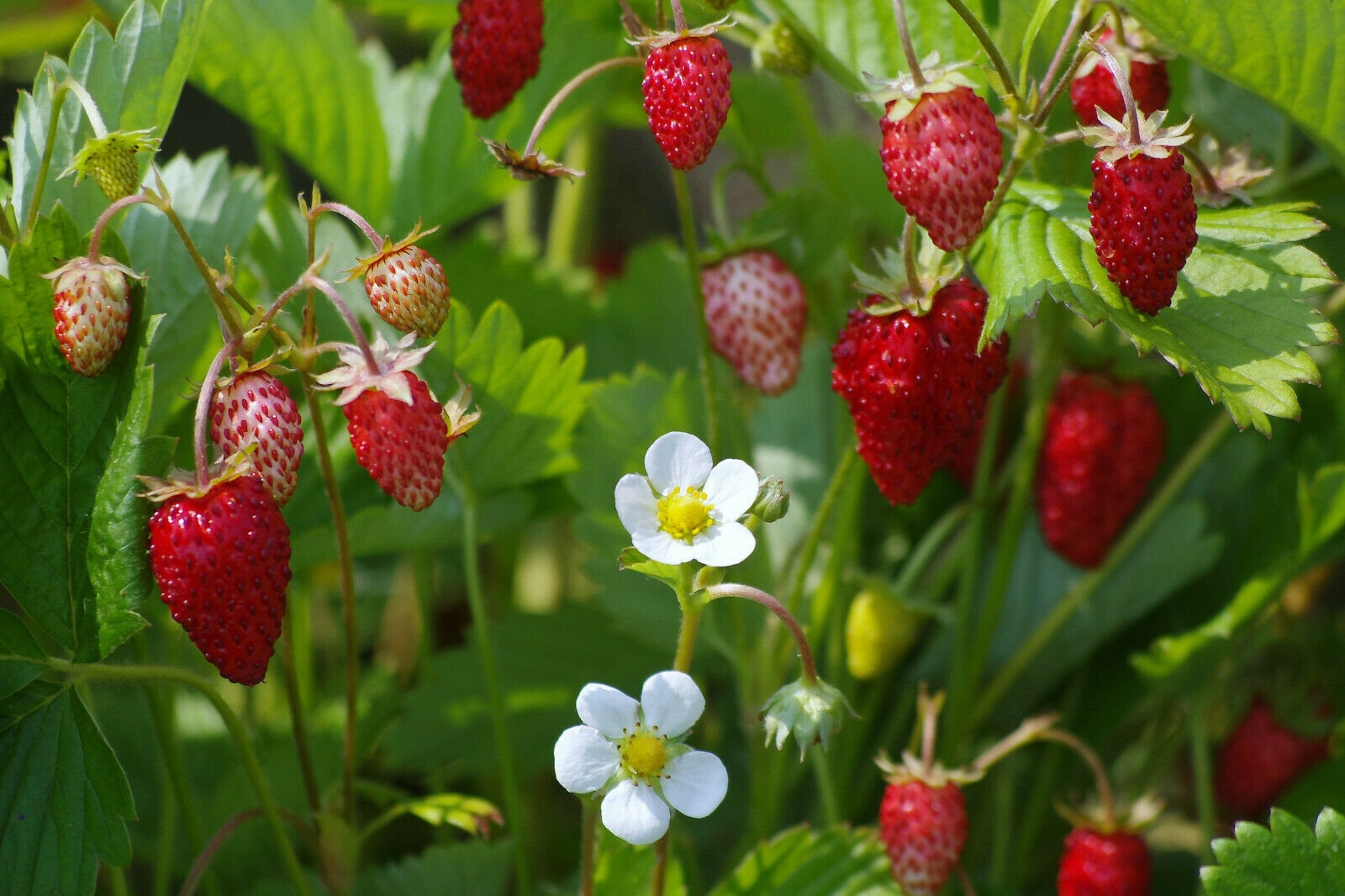 Seeds Rare Fruit Strawberry Regina Red Everbearing Climbing Etsy UK