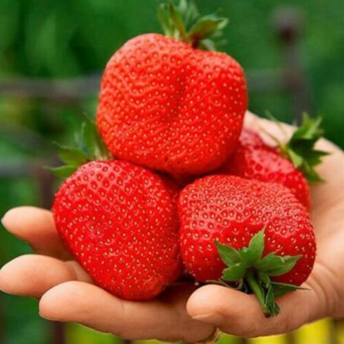 Seeds Fruit Giant Strawberry Tresca 
