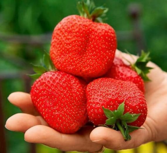 Seeds Fruit Giant Strawberry Tresca 