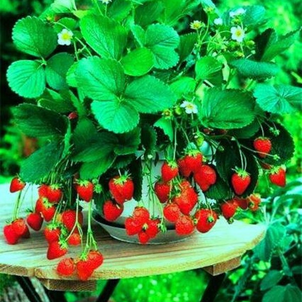 Graines Fruit Fraise Aleksandria Everbearing Indoor Wild Heirloom Organic Ukraine